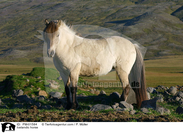 Icelandic horse / PM-01584