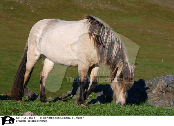 grazing Icelandic horse / PM-01585