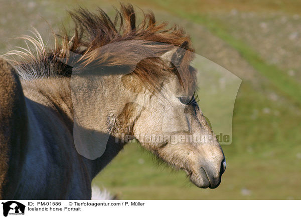 Icelandic horse Portrait / PM-01586