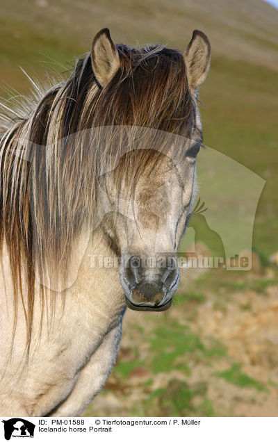 Icelandic horse Portrait / PM-01588