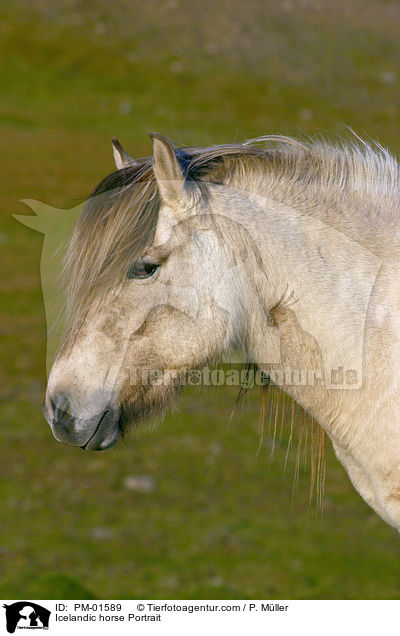 Icelandic horse Portrait / PM-01589