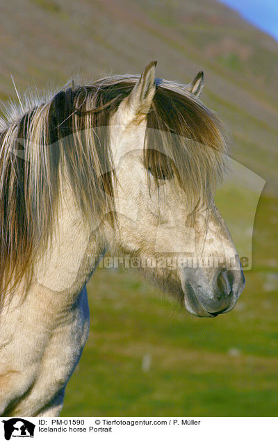 Icelandic horse Portrait / PM-01590