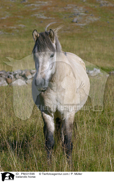 Icelandic horse / PM-01596