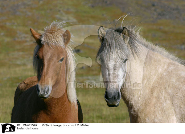 Icelandic horse / PM-01597