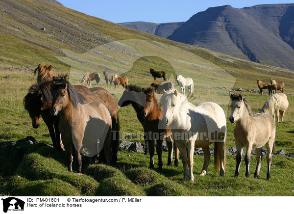 Herd of Icelandic horses / PM-01601