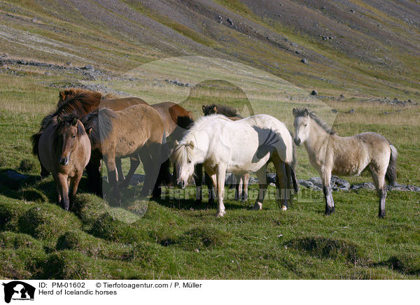 Herd of Icelandic horses / PM-01602