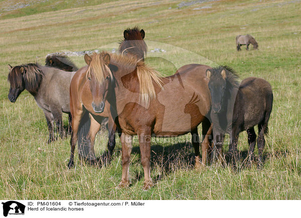 Herd of Icelandic horses / PM-01604