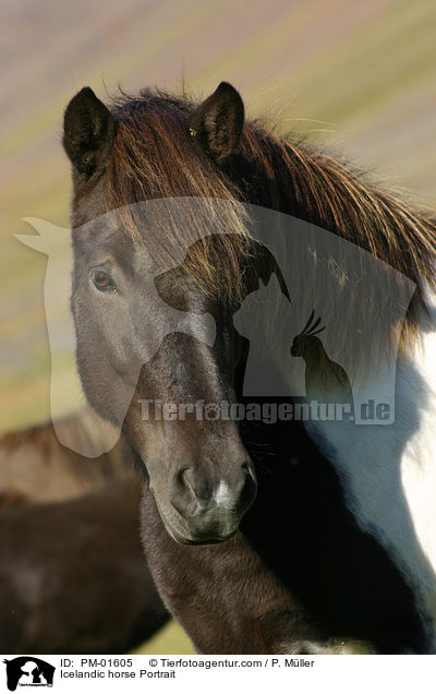 Icelandic horse Portrait / PM-01605