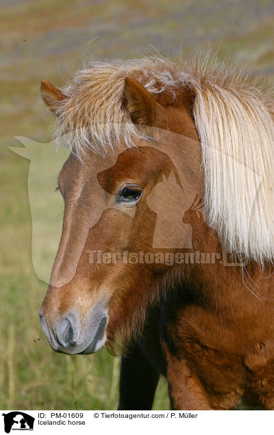 Icelandic horse / PM-01609