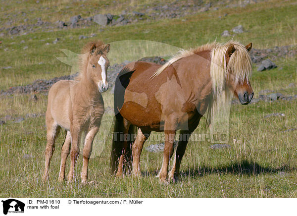mare with foal / PM-01610