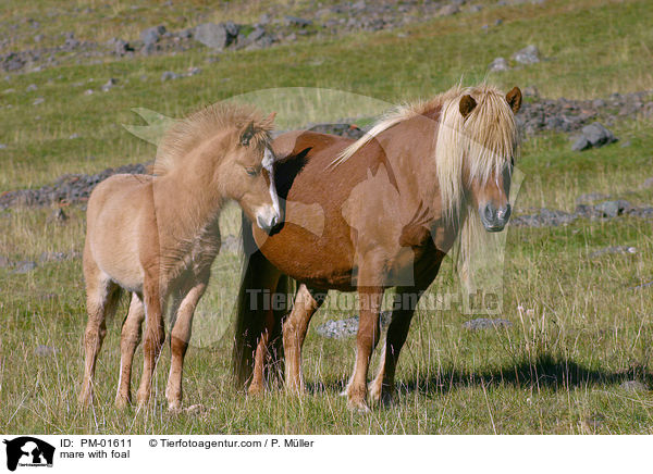 mare with foal / PM-01611