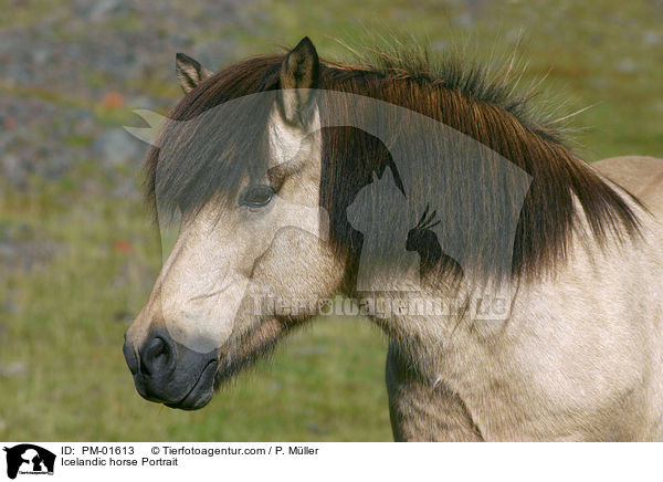 Icelandic horse Portrait / PM-01613