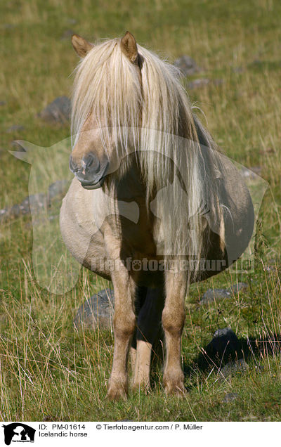 Icelandic horse / PM-01614