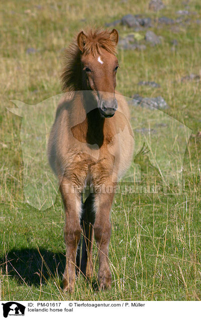 Icelandic horse foal / PM-01617