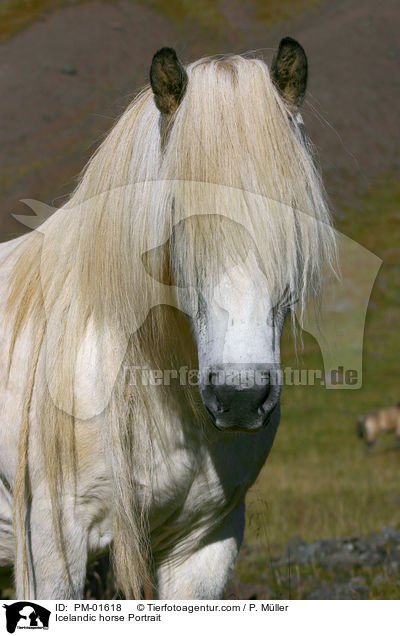 Icelandic horse Portrait / PM-01618