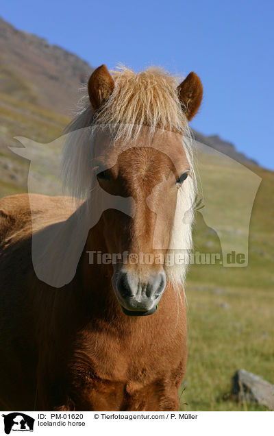 Icelandic horse / PM-01620