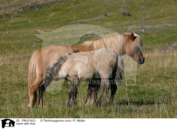 mare with foal / PM-01621