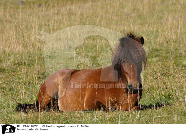 brown Icelandic horse / PM-01622