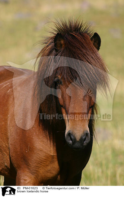 brown Icelandic horse / PM-01623