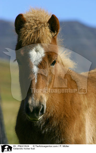 Icelandic horse foal / PM-01624