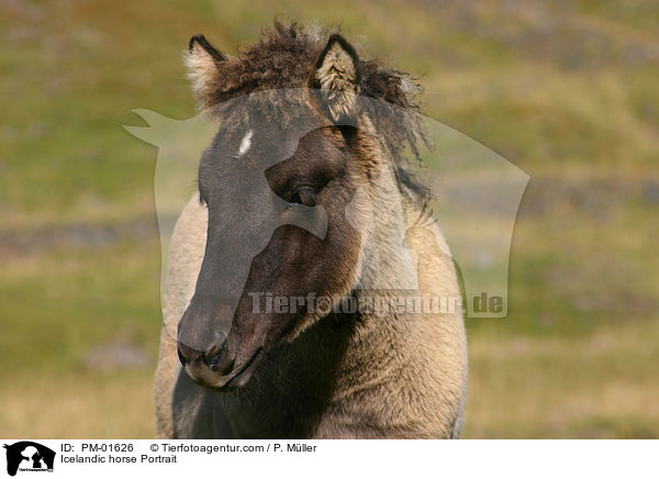 Icelandic horse Portrait / PM-01626