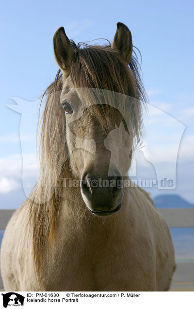Icelandic horse Portrait / PM-01630