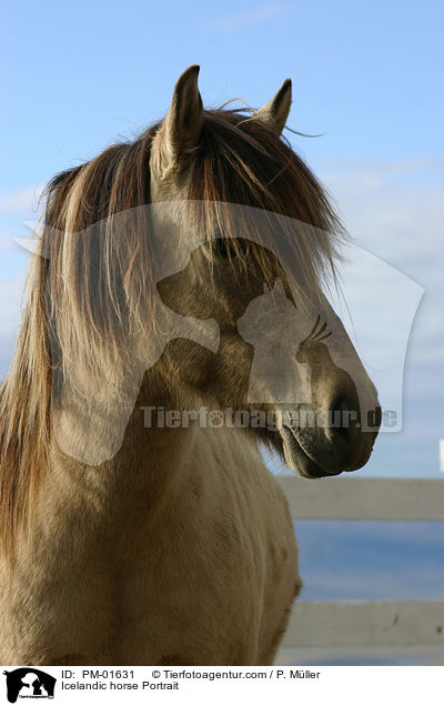 Icelandic horse Portrait / PM-01631