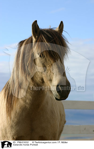Icelandic horse Portrait / PM-01632