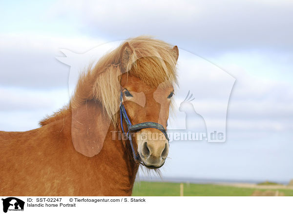 Islandic horse Portrait / SST-02247