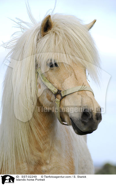 Islandic horse Portrait / SST-02249