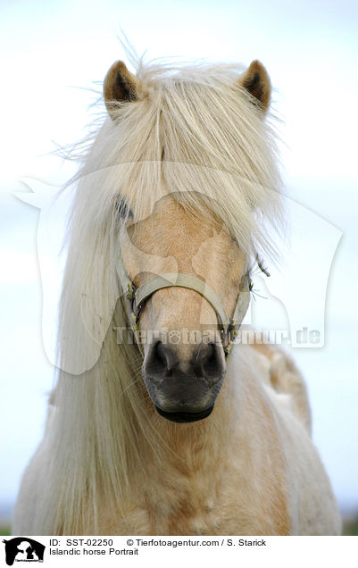 Islandic horse Portrait / SST-02250
