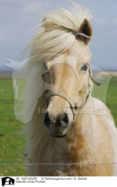 Islandic horse Portrait / SST-02255