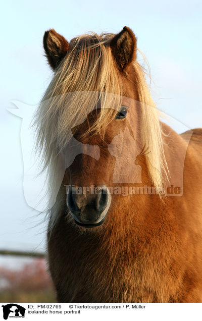 icelandic horse portrait / PM-02769