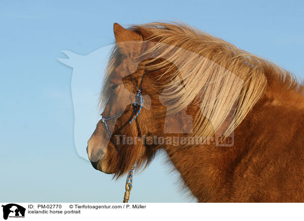 icelandic horse portrait / PM-02770