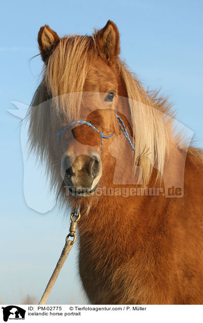 icelandic horse portrait / PM-02775