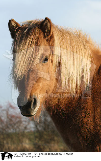 icelandic horse portrait / PM-02779