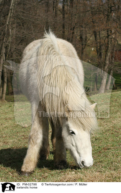 icelandic horse / PM-02786
