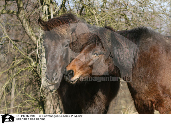 icelandic horse portrait / PM-02798