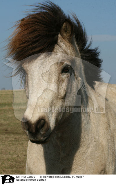 icelandic horse portrait / PM-02802