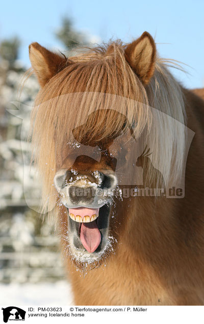 yawning Icelandic horse / PM-03623