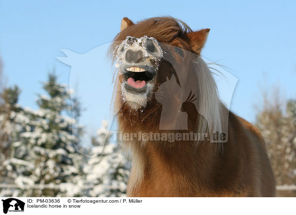 Icelandic horse in snow / PM-03636