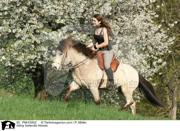 riding Icelandic Horses / PM-03902
