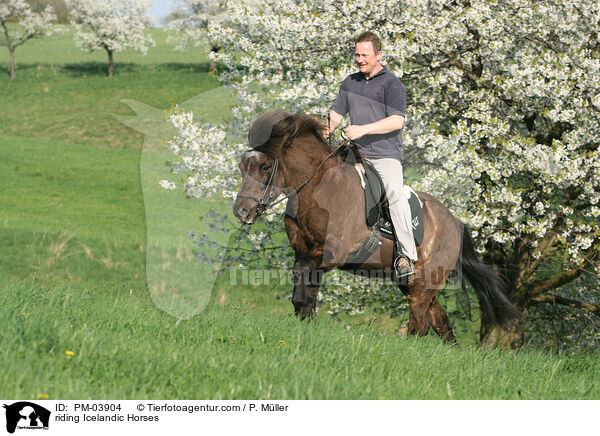 riding Icelandic Horses / PM-03904