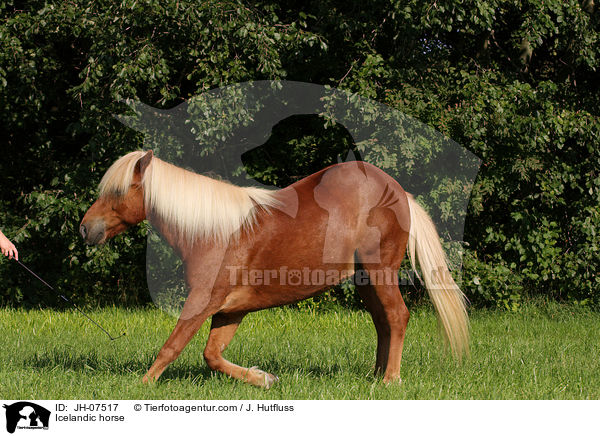 Icelandic horse / JH-07517