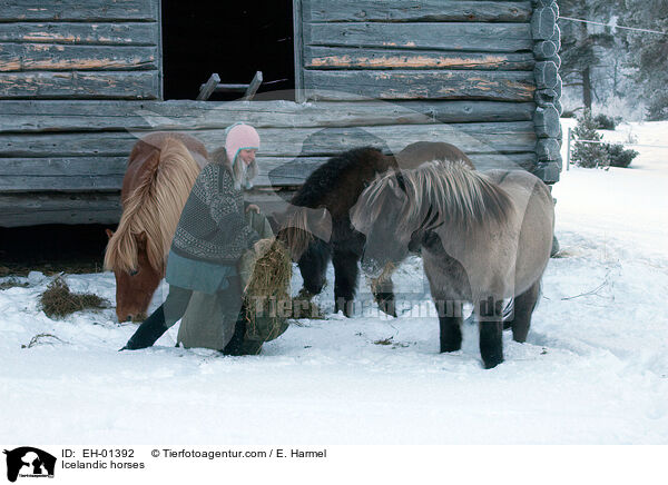 Icelandic horses / EH-01392