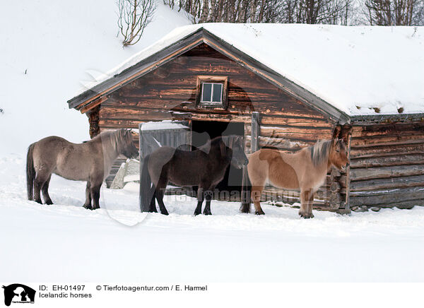 Icelandic horses / EH-01497