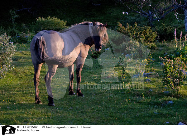 Icelandic horse / EH-01562