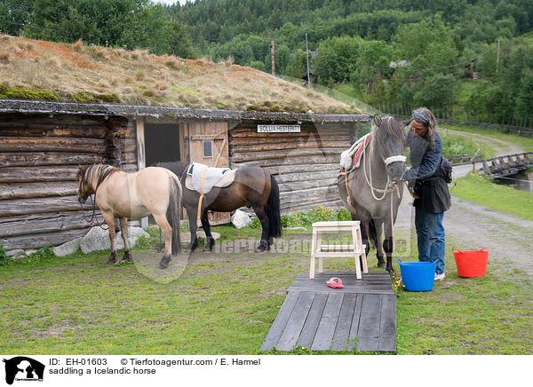 saddling a Icelandic horse / EH-01603