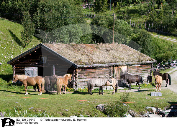 Icelandic horses / EH-01647