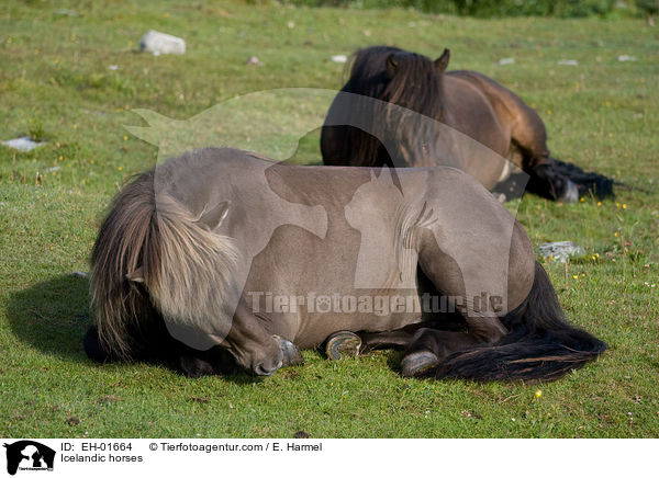 Icelandic horses / EH-01664